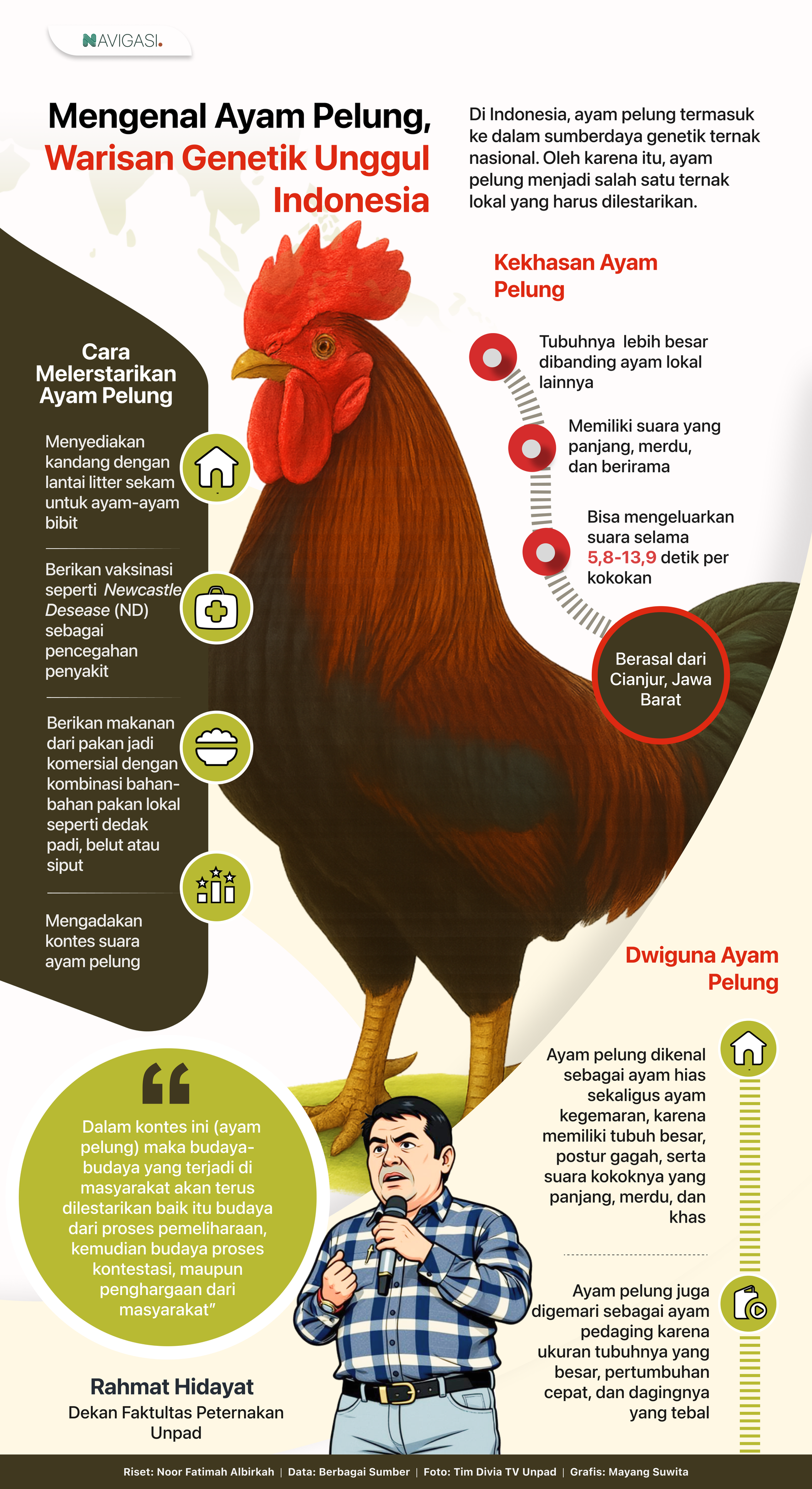 Mengenal Ayam Pelung, Warisan Genetik Unggul Indonesia